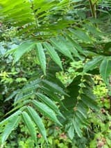 Staghorn sumac leaves of many narrow leaflets, each finely toothed along its whole edge, on reddish stalks