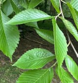 American elm leaves on a shoot, each edge double-toothed, with small teeth on the large ones between straight side veins