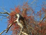 Dead tree crown draped in oriental bittersweet vines loaded with orange-red fruit
