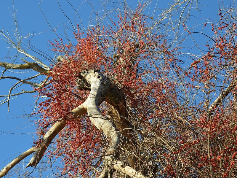 Dead tree crown draped in oriental bittersweet vines loaded with orange-red fruit