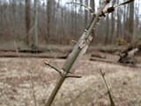 Green burning bush stem lined with broad, flat corky wings and paired side twigs, bare woods behind
