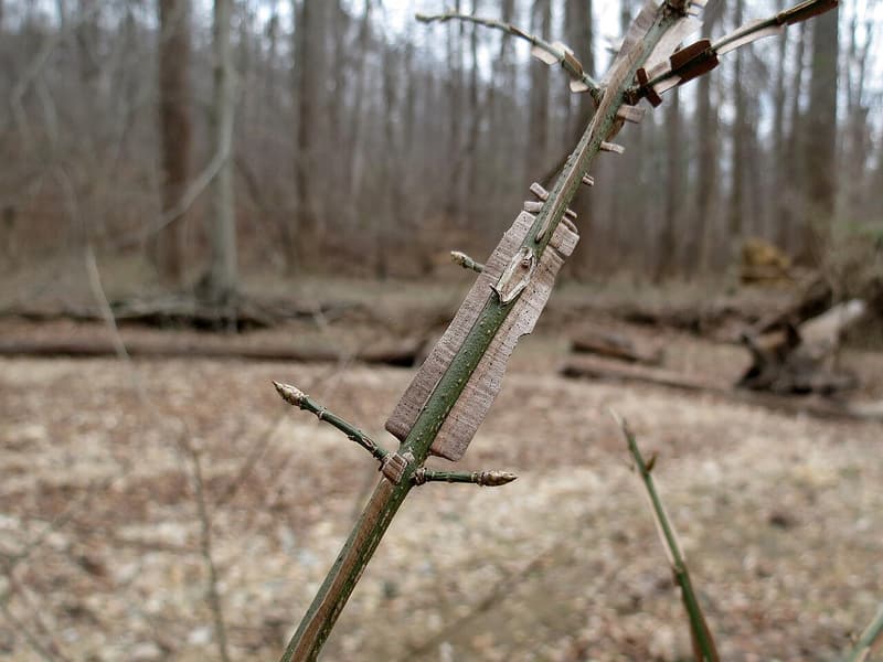 Green burning bush stem lined with broad, flat corky wings and paired side twigs, bare woods behind