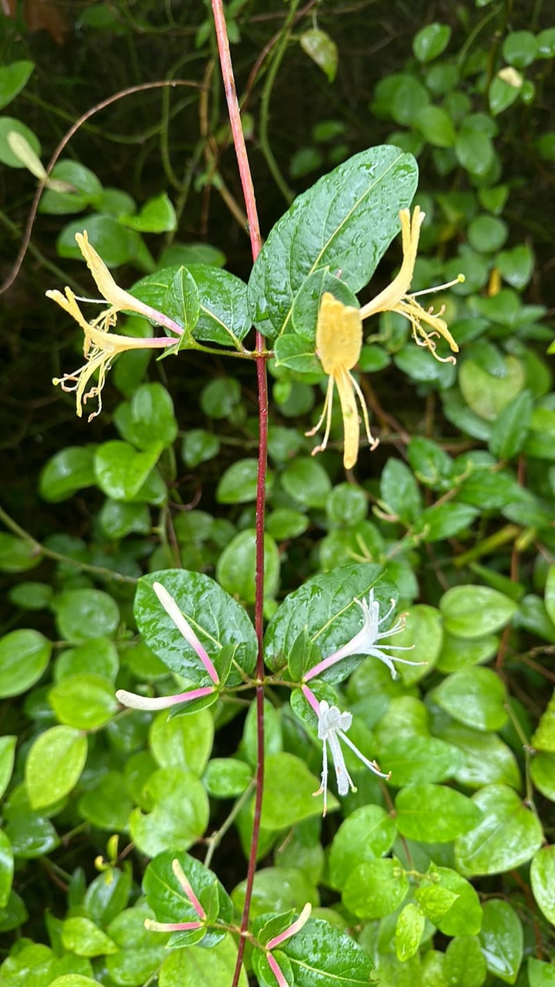 Japanese honeysuckle vine with paired white and yellow flowers and pink buds above a mat of periwinkle leaves, wet with drops