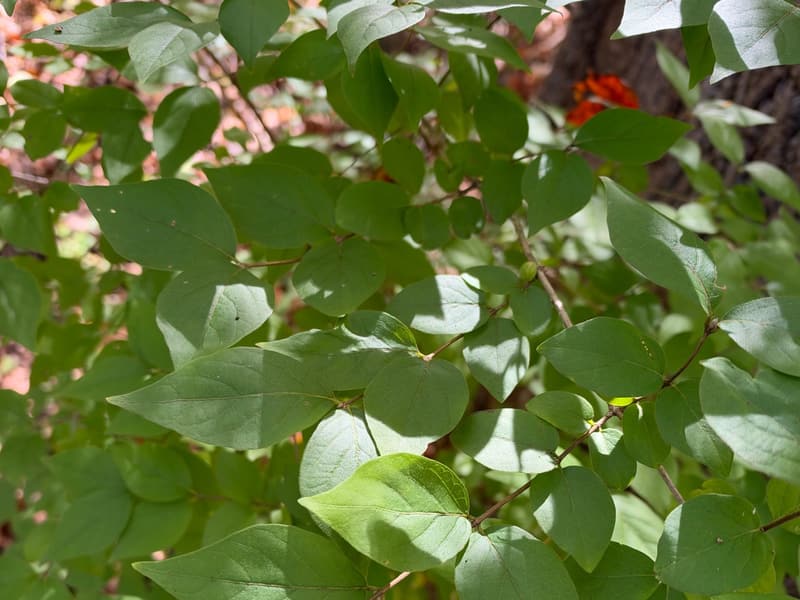 Bush honeysuckle branches dense with paired green leaves drawn to fine tips, a cluster of red berries behind them