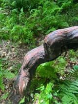 Thick, twisting wild grape vine with shredding reddish bark curving over a slope of hay-scented ferns