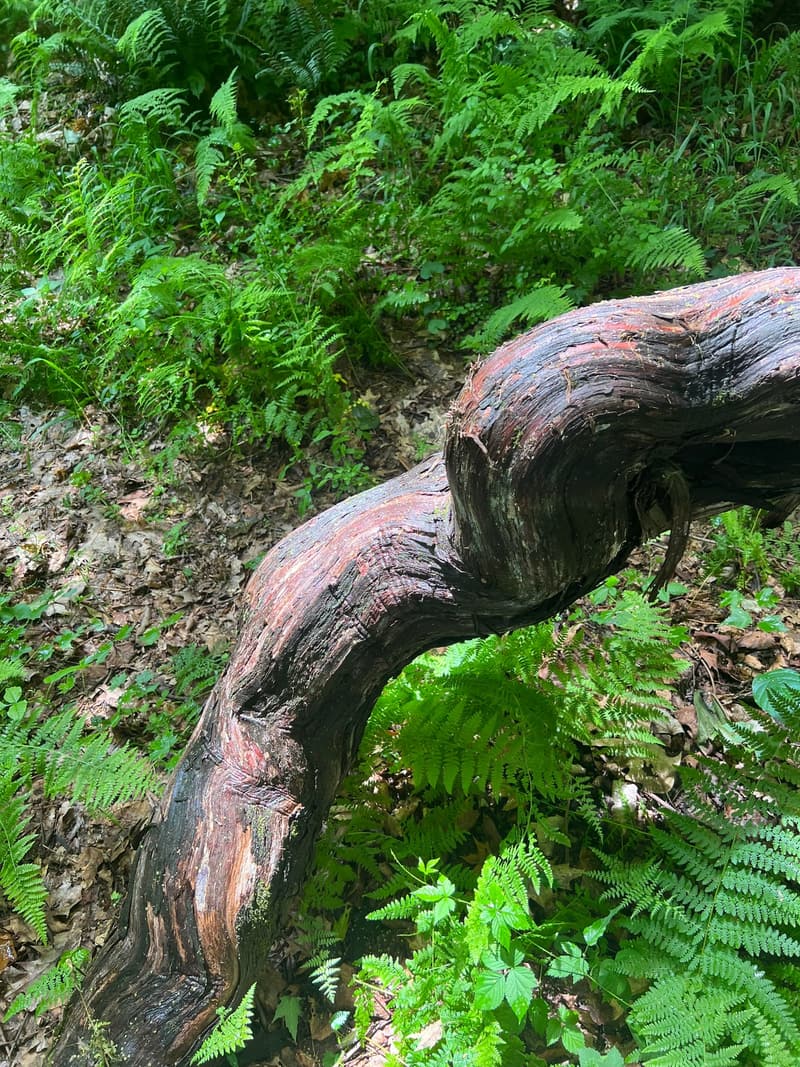 Thick, twisting wild grape vine with shredding reddish bark curving over a slope of hay-scented ferns