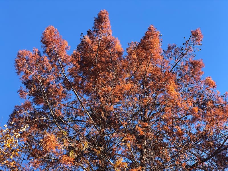 Crown of a tall bald cypress, its feathery needles turned rust-orange, against a clear blue sky