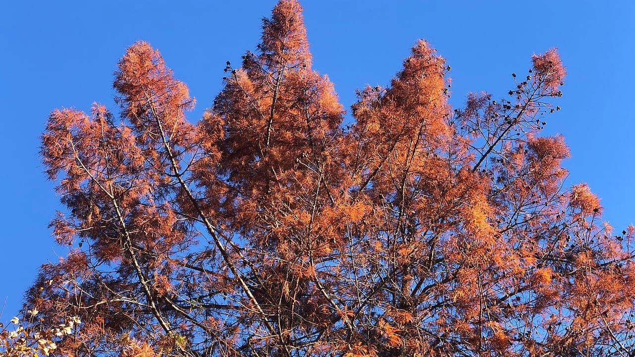 Bald cypress turning brown: dead, or dropping its needles?