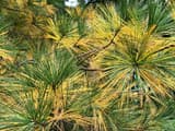 Eastern white pine branches with green needle tufts at the tips and older needles turned yellow behind them
