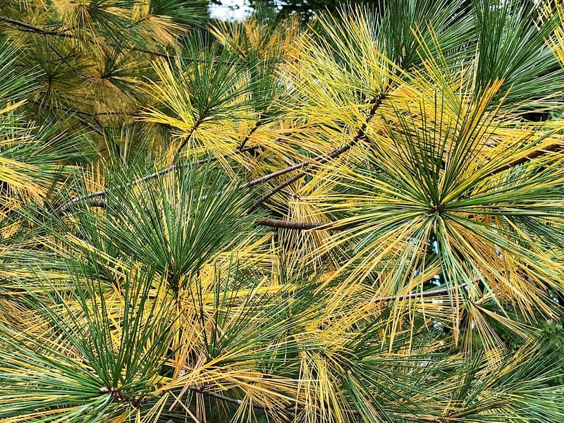 Eastern white pine branches with green needle tufts at the tips and older needles turned yellow behind them