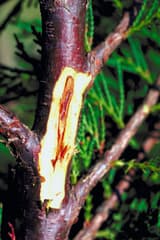 Leyland cypress stem with a strip of bark pared away, a long reddish-brown streak of dead tissue in pale wood