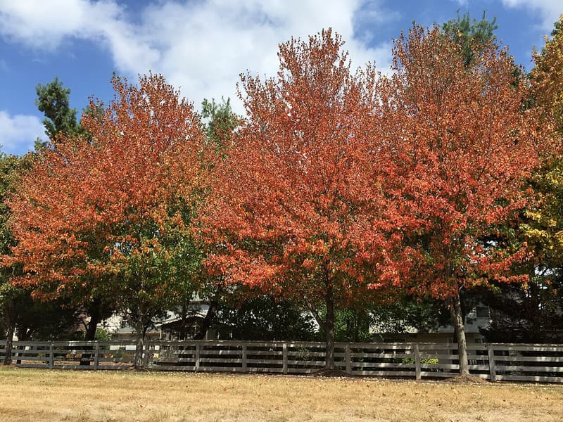 Row of red maples turned orange and red behind a wooden rail fence, above a dry brown lawn