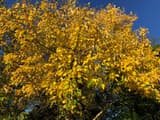 Crown of a red maple with nearly all of its leaves turned yellow, against a deep blue sky