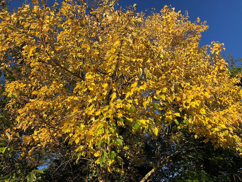 Crown of a red maple with nearly all of its leaves turned yellow, against a deep blue sky