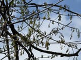 Pin oak branches against a blue sky, their young spring leaves hanging limp and shriveled after a frost