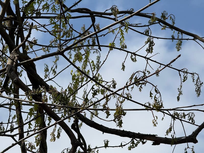 Pin oak branches against a blue sky, their young spring leaves hanging limp and shriveled after a frost