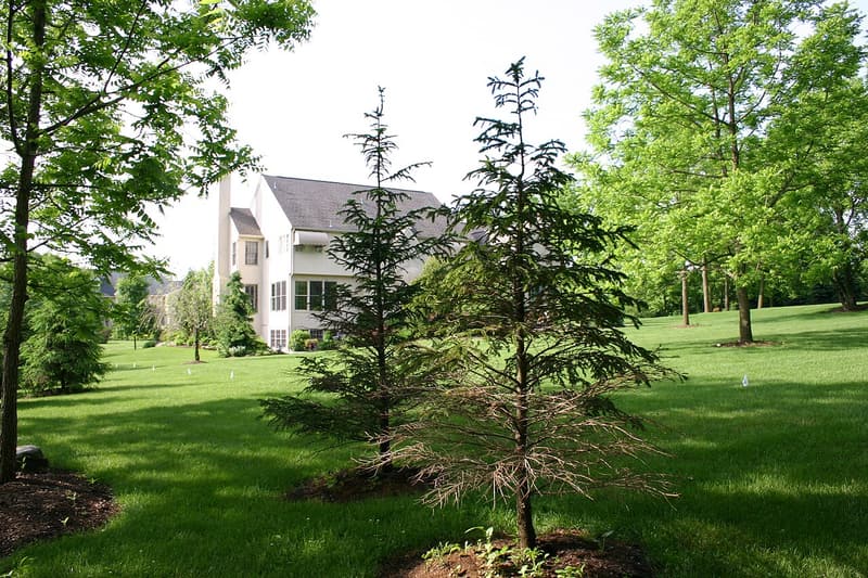 Two young spruces on a lawn, one bare and brown low down, with a black walnut trunk at the left edge