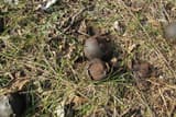 Black walnut husks rotting dark brown and black in winter grass among fallen leaves and twigs