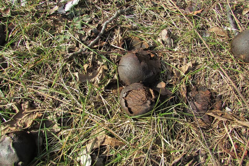 Black walnut husks rotting dark brown and black in winter grass among fallen leaves and twigs