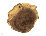 Cut disc of black walnut wood on white, dark brown growth rings inside a pale yellowish outer band