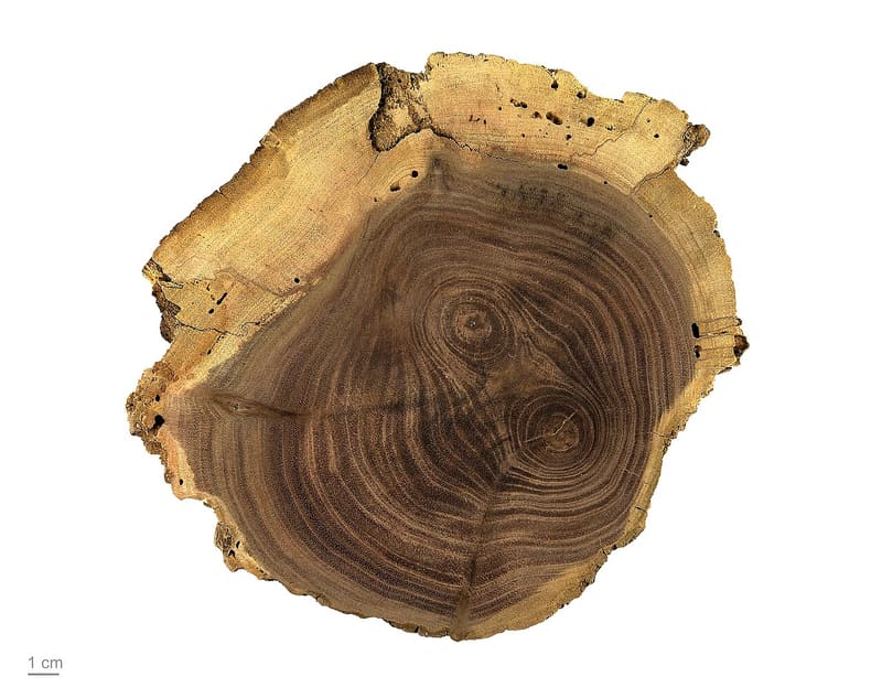 Cut disc of black walnut wood on white, dark brown growth rings inside a pale yellowish outer band