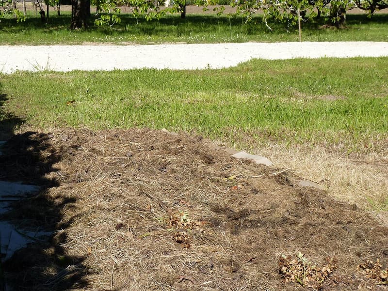 Grass clippings spread in a thick layer over cardboard on a long new bed beside a mown lawn, in afternoon sun
