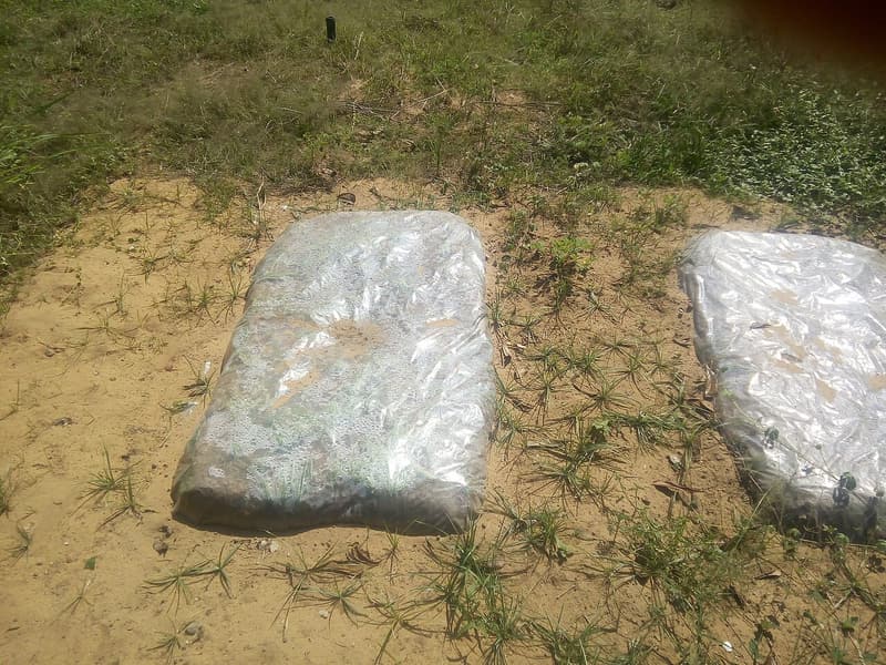 Two low beds of soil sealed under clear plastic sheeting on bare, sandy ground, with green grass growing around them