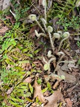 Woolly fern fiddleheads uncurling on tall stalks among evergreen fern fronds and fallen oak leaves