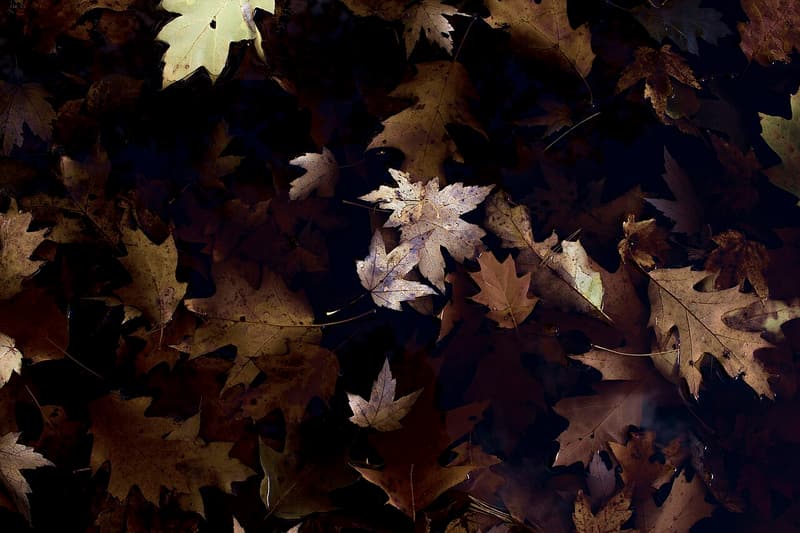 Layer of brown fallen leaves covering the ground, seen from directly above
