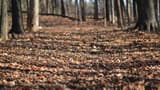 Brown fallen leaves carpeting a woodland floor between dark tree trunks