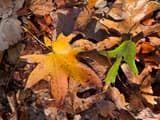 A star-shaped orange sweetgum leaf and a green one lying on a bed of brown fallen oak leaves