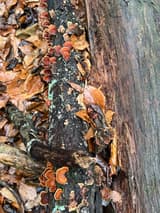 Banded red-brown bracket fungi running along a fallen log half buried in brown leaf litter