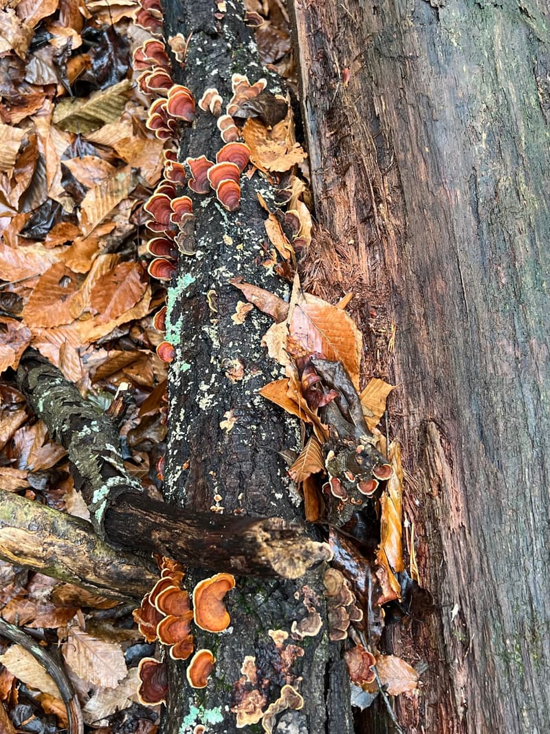 Banded red-brown bracket fungi running along a fallen log half buried in brown leaf litter