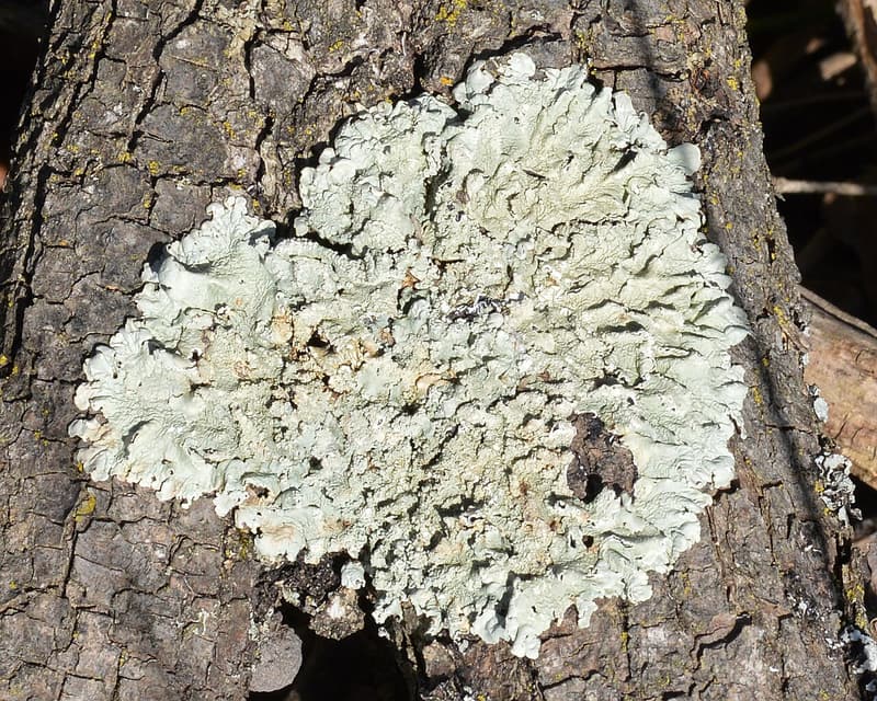 A pale gray-green leafy lichen spread flat across rough, dark tree bark