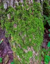 Bright green moss covering the lower trunk of a tree, with brown bark showing through in patches
