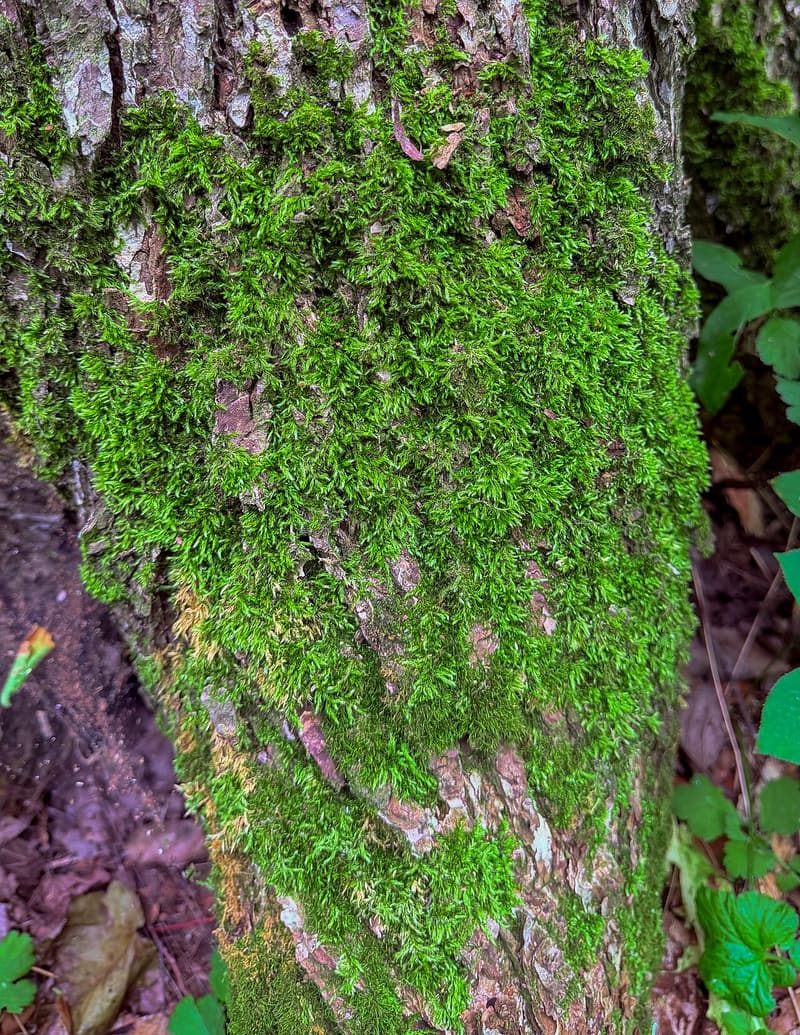 Bright green moss covering the lower trunk of a tree, with brown bark showing through in patches