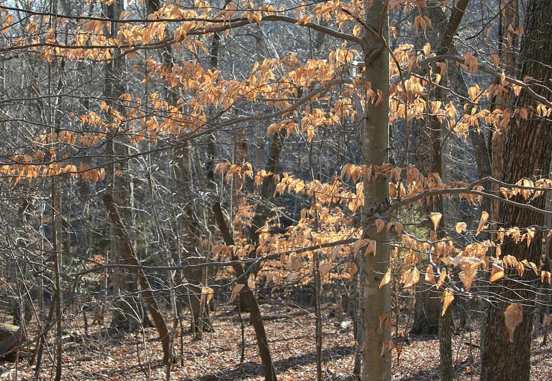 Young American beech holding its dead, papery leaves through winter, backlit on layered horizontal branches