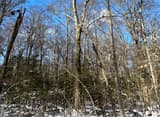 Young beeches holding pale dead leaves in snow among dark evergreens, beneath tall, bare beech trunks and a deep blue sky