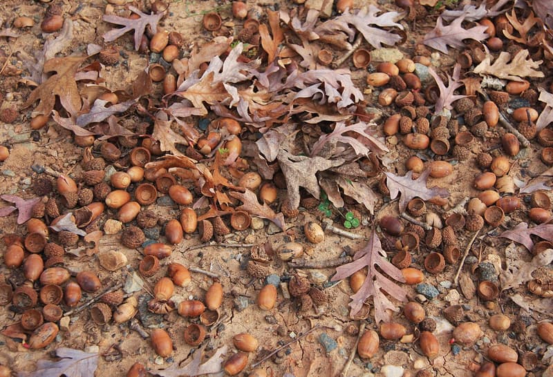 White oak acorns and their empty caps lying thick on bare soil among fallen oak leaves