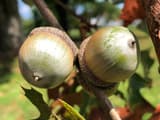 Two green acorns in scaly brown caps on a red oak twig, with oak leaves blurred behind them
