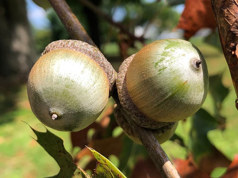 Two green acorns in scaly brown caps on a red oak twig, with oak leaves blurred behind them
