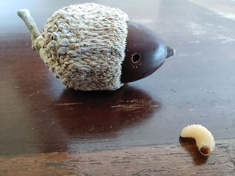 Acorn in a scaly cap with a round exit hole, and a pale weevil larva lying beside it on a wooden table