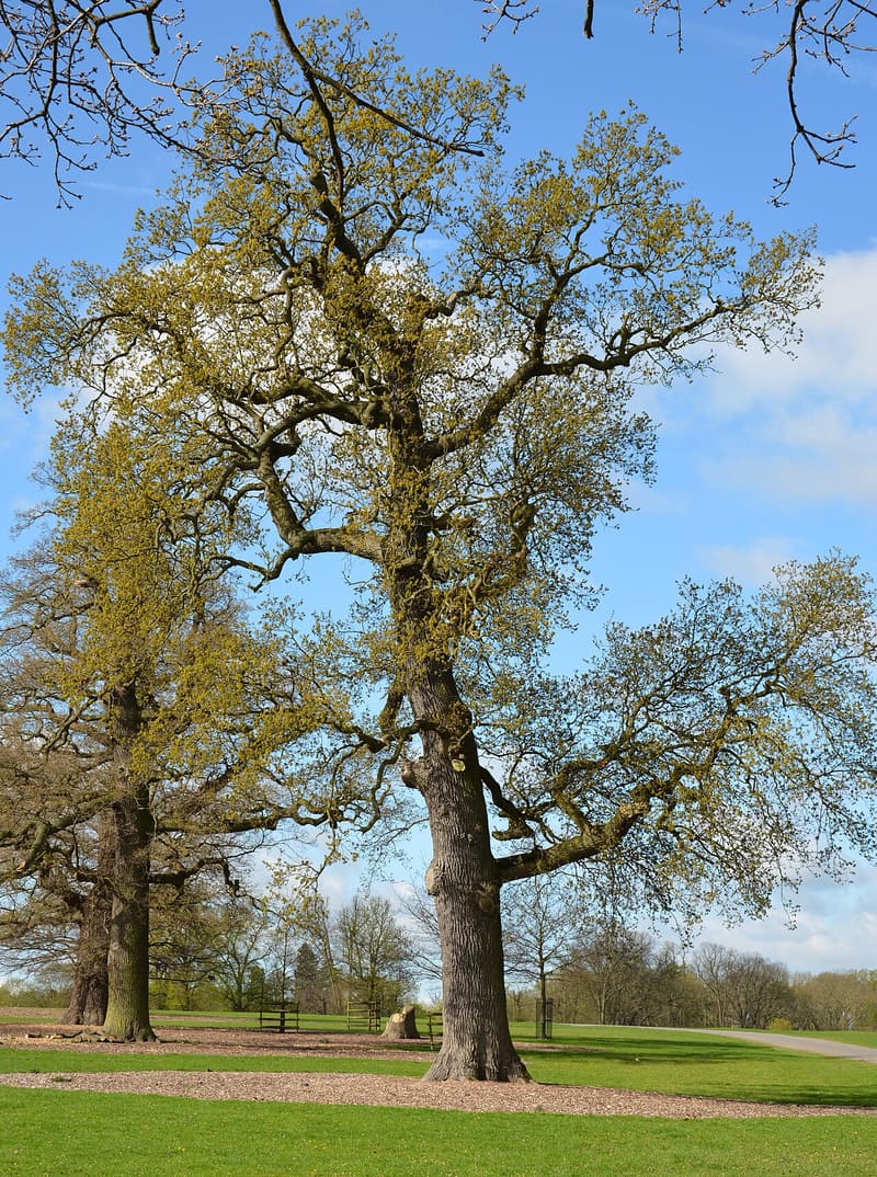 Old oak coming into leaf on a park lawn, a wide flat ring of wood-chip mulch spread around its trunk