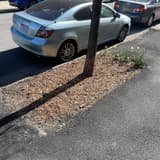 Street tree trunk rising from a flat strip of wood-chip mulch beside a parked car, daffodils at one end