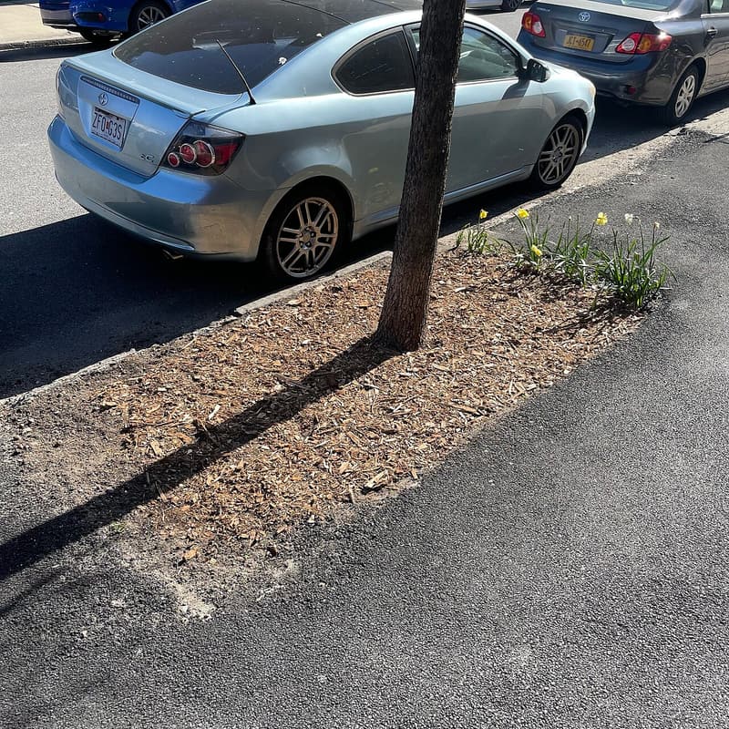 Street tree trunk rising from a flat strip of wood-chip mulch beside a parked car, daffodils at one end