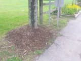 Mulch piled in a tall cone against the trunk of a young tree, a mulch volcano