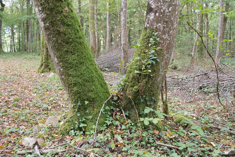 Two moss-covered hornbeam trunks rising from one base on a leaf-covered forest floor