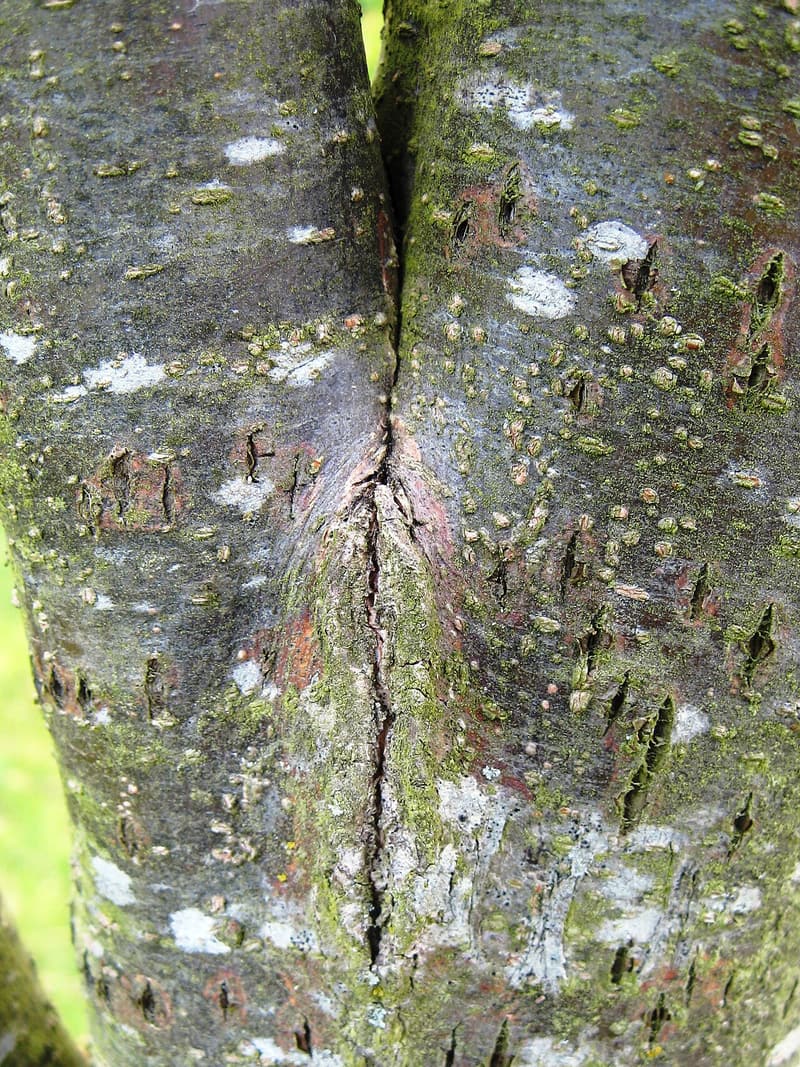 Two elm stems pressed together, bark pinched into a dark seam running down the union