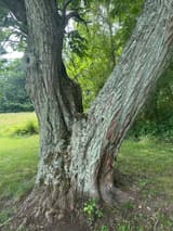 Two lichen-crusted trunks of nearly equal size rising from one base in a tight V on a lawn, a bark seam between them