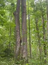 Two tall southern red oak trunks rising side by side from one base in summer woods, pressed together along a seam